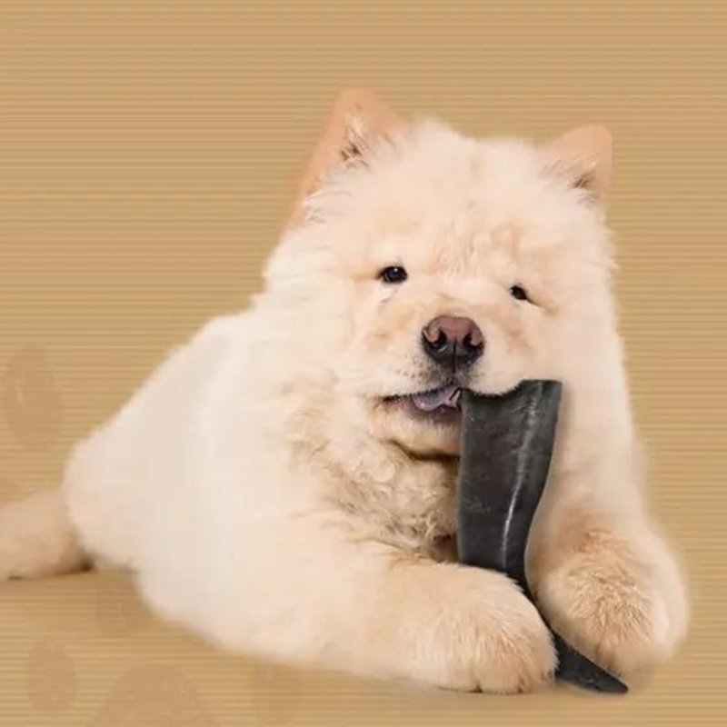 Premium Water Buffalo Horns