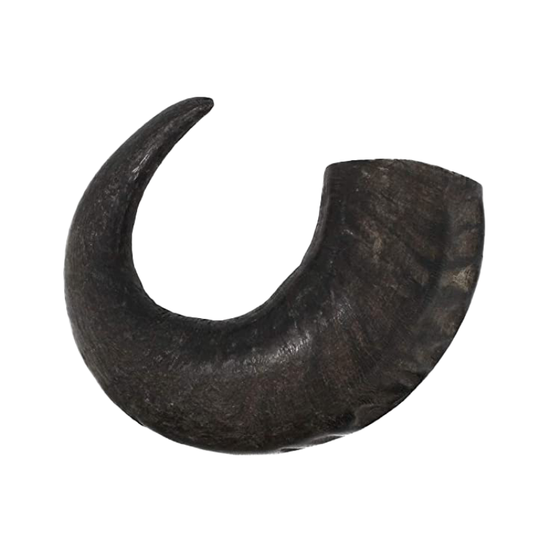Premium Water Buffalo Horns
