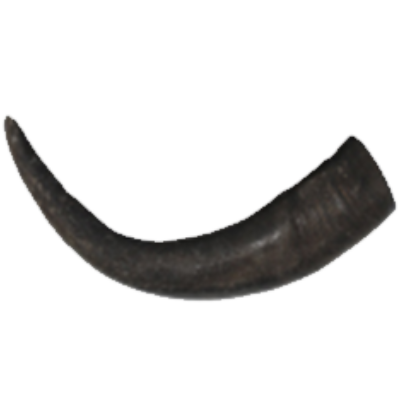 Premium Water Buffalo Horns