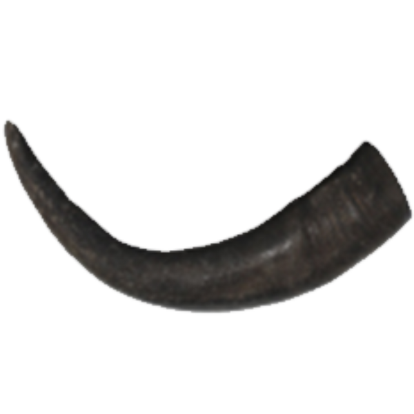 Premium Water Buffalo Horns Raw Paaw