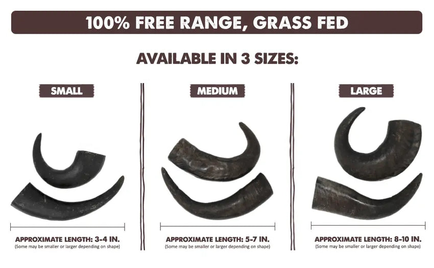 Premium Water Buffalo Horns