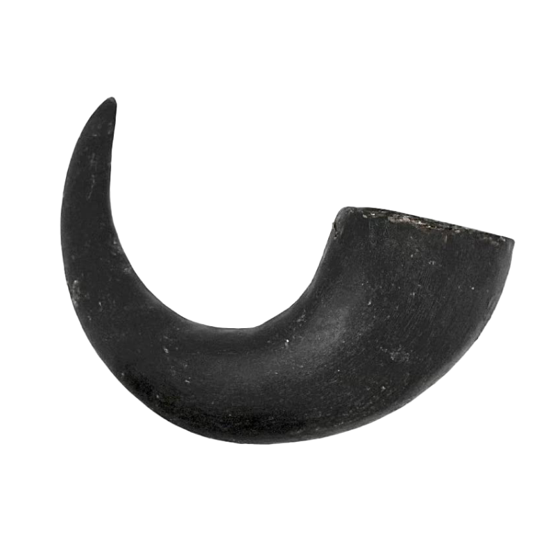 Premium Water Buffalo Horns