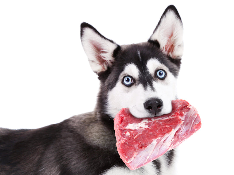 The Truth About Dog & Cat Food